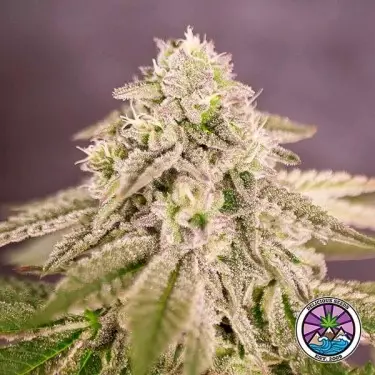 Bay Burger di Delicious Seeds - GB The Green Brand