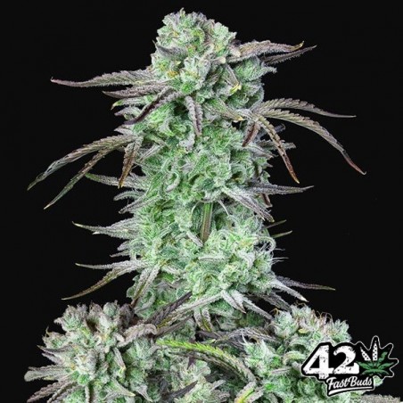 Strawberry Banana Auto Fast Buds - GB The Green Brand