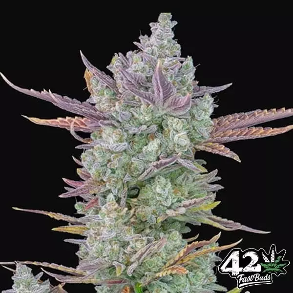 Gorilla Cookies Auto Fast Buds - GB The Green Brand