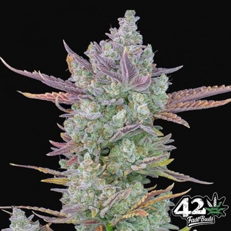 Gorilla Cookies Auto Fast Buds - GB The Green Brand