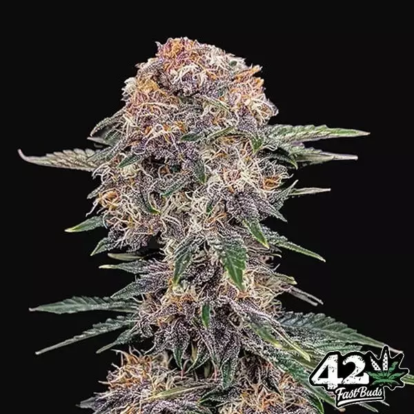 Visualizzazione Cherry Cola Auto Fast Buds - GB The Green Brand