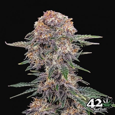 Cherry Cola Auto Fast Buds - GB The Green Brand