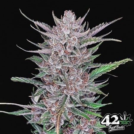 Gorilla Punch Auto Fast Buds - GB The Green Brand