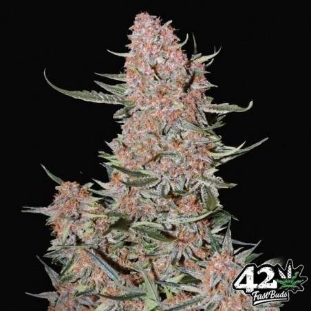 Ztrawberriez Auto di Fast Buds - GB The Green Brand
