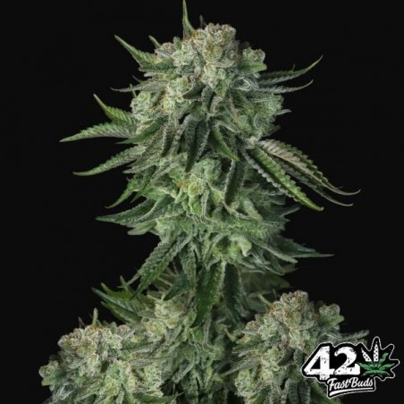 Moby Dick Auto Fast Buds - GB The Green Brand