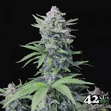 Tropicana Cookies Auto- GB The Green Brand