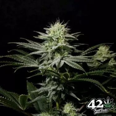 GG4 Sherbet Fast Fast Buds - GB The Green Brand