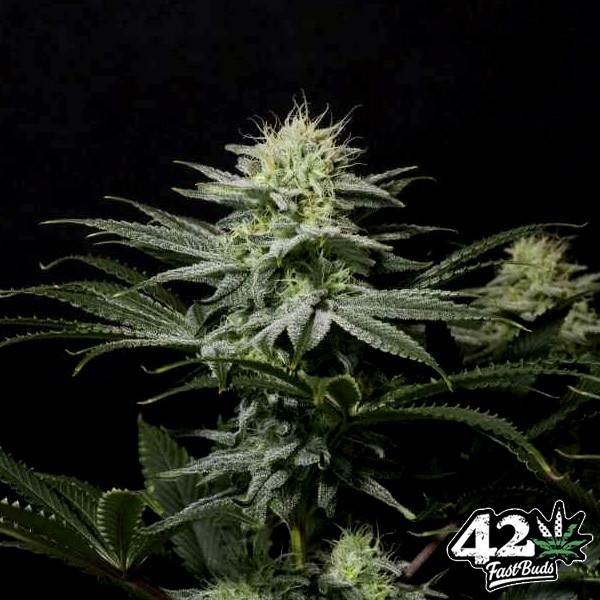 Visualizzazione GG4 Sherbet Fast Fast Buds - GB The Green Brand