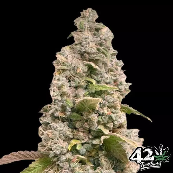 Visualizzazione Gorilla Cookies Fast