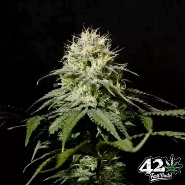 Tropicana Cookies Fast- GB The Green Brand