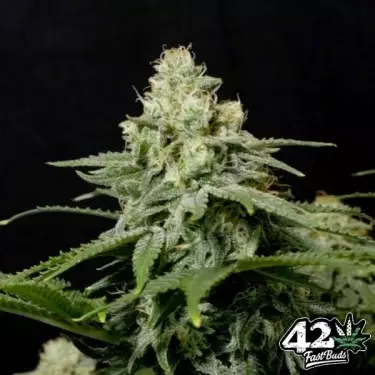 Wedding Cheesecake Fast Fast Buds - GB The Green Brand