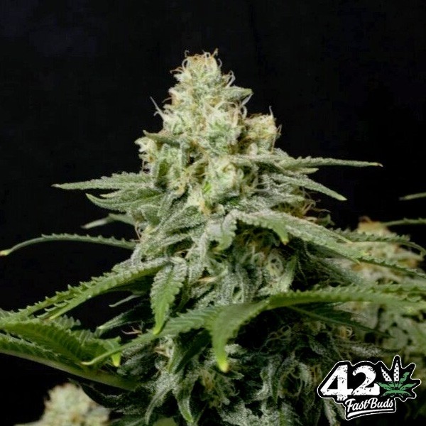Visualizzazione Wedding Cheesecake Fast Fast Buds - GB The Green Brand