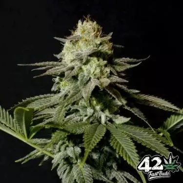 Orange Sherbet Fast Buds - GB The Green Brand