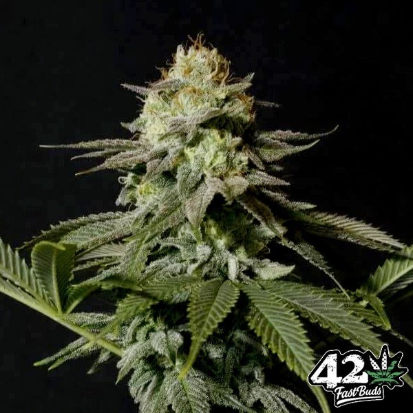 Visualizzazione Orange Sherbet Fast Buds - GB The Green Brand