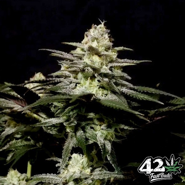 Visualizzazione Purple Lemonade Fast Fast Buds - GB The Green Brand