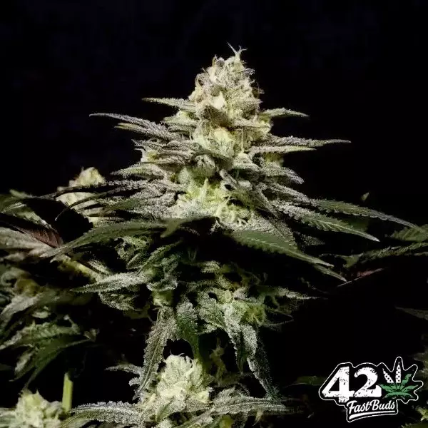 Visualizzazione Purple Lemonade Fast Fast Buds - GB The Green Brand