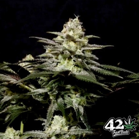 Purple Lemonade Fast Fast Buds - GB The Green Brand