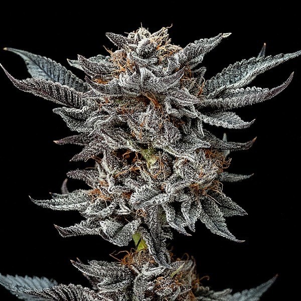 Semi Gorilla Kingdom Glue Auto di BSF Seeds.