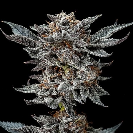 Semi Gorilla Kingdom Glue Auto di BSF Seeds.