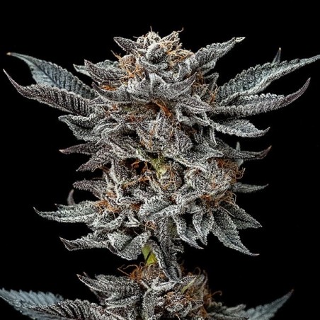 Semi femm. Gorilla Kingdom Glue 4 vdi BSF Seeds.