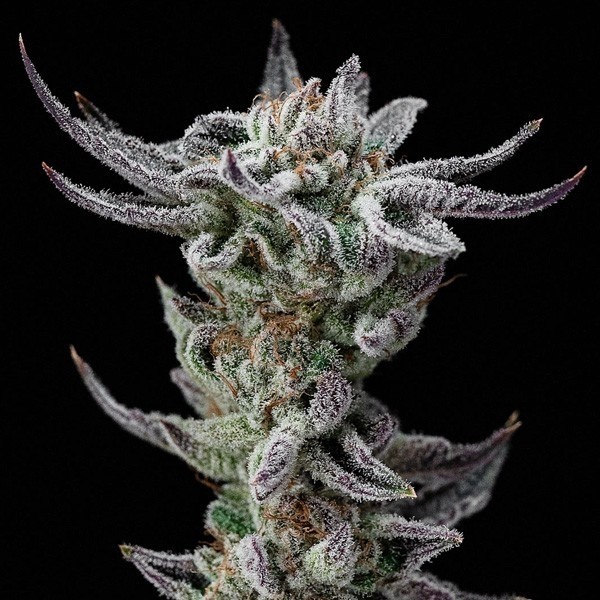 Visualizzazione Gorilla Kingdom Glue Faster di BSF Seeds.