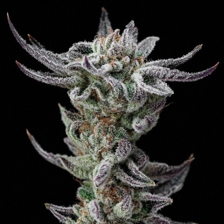 Gorilla Kingdom Glue Faster di BSF Seeds.