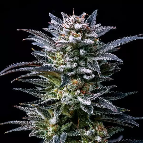 Visualizzazione Comprare Gorilla Kingdom Ghost di BSF Seeds - GB The Green Brand