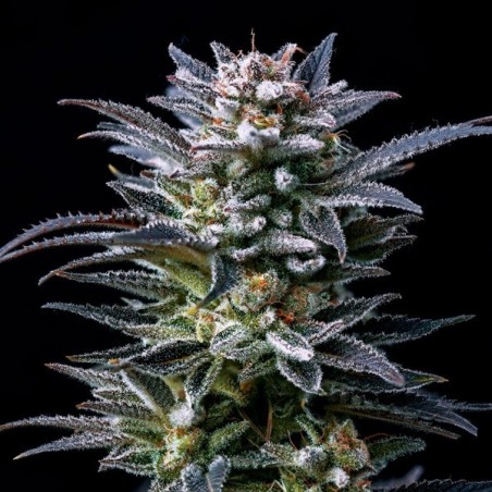 Comprare Gorilla Kingdom Ghost di BSF Seeds - GB The Green Brand