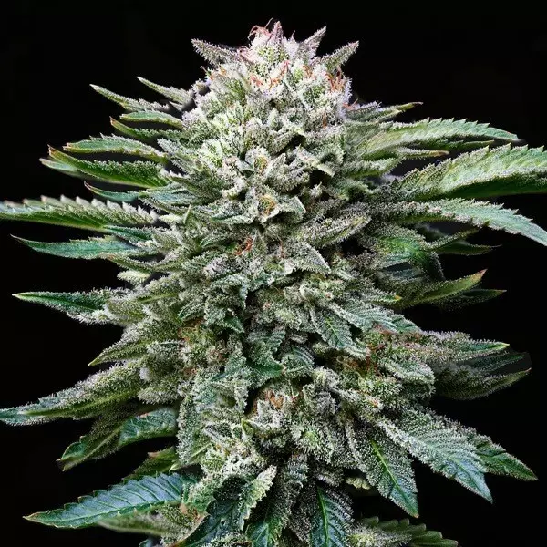 Visualizzazione Comprare Gorilla Kingdom White di BSF Seeds - GB The Green Brand