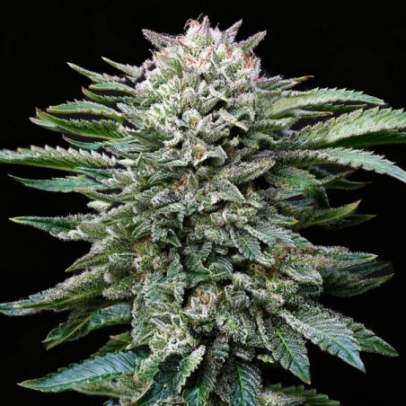 Comprare Gorilla Kingdom White di BSF Seeds - GB The Green Brand