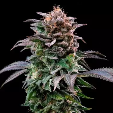 Comprare Gorilla Kingdom Banana BSF Seeds - GB The Green Brand