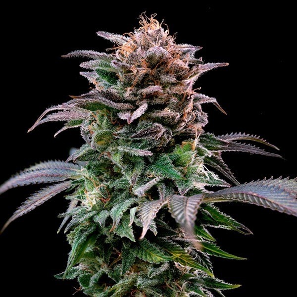 Visualizzazione Comprare Gorilla Kingdom Banana BSF Seeds - GB The Green Brand