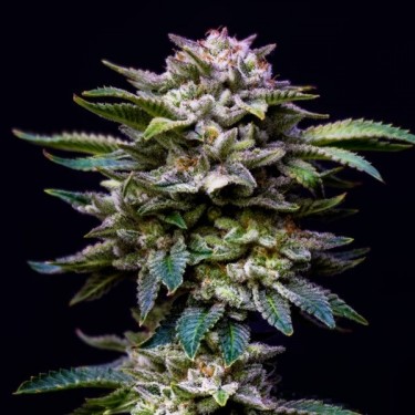 Visualizzazione Gorilla Kingdom Rainbow femminizzata BSF Seeds - GB The Green Brand