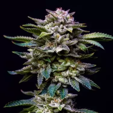 Gorilla Kingdom Rainbow femminizzata BSF Seeds - GB The Green Brand