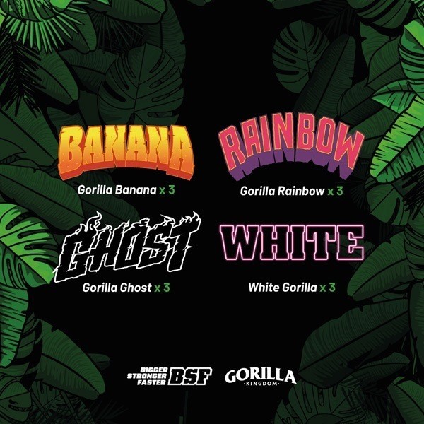 Comprare Gorilla Familia Mix BSF Seeds semi femminizzati