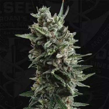 Auto Critical Hog di T.H. Seeds automatica