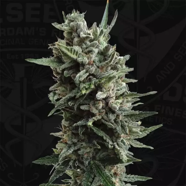 Visualizzazione Auto Critical Hog di T.H. Seeds automatica