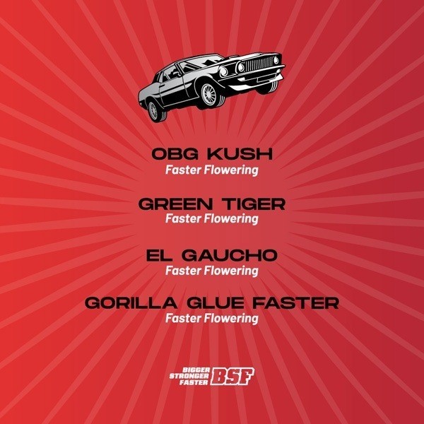 Visualizzazione Faster and Furious Faster Mix- GB The Green Brand