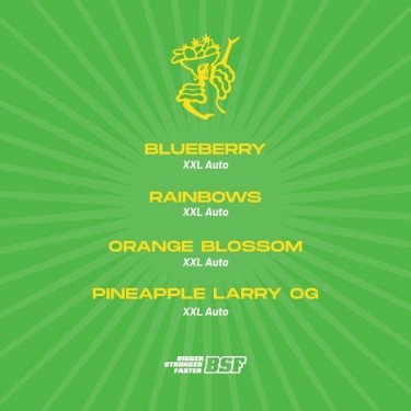 Tutti Frutti XXL Mix Autofiorenti