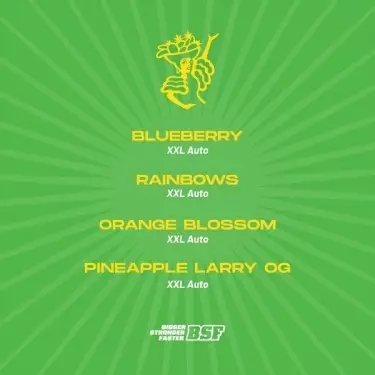 Tutti Frutti XXL Mix Autofiorenti BSF Seeds - GB The Green Brand