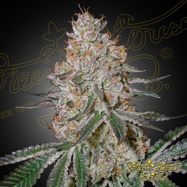 Visualizzazione HighCloudZ Green House Seeds - GB The Green Brand