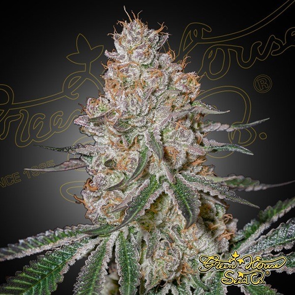 Visualizzazione HighCloudZ Green House Seeds - GB The Green Brand