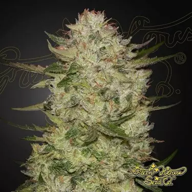 HighCloudZ Auto Green House Seeds - GB The Green Brand