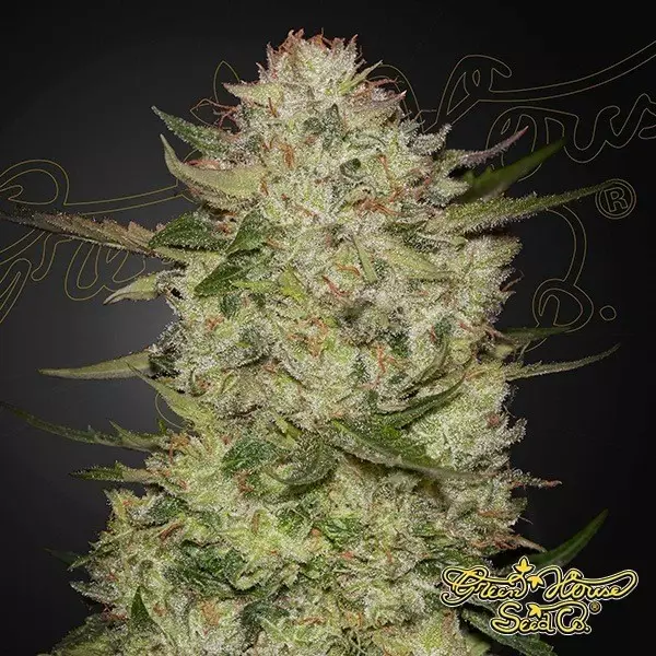 Visualizzazione HighCloudZ Auto Green House Seeds - GB The Green Brand