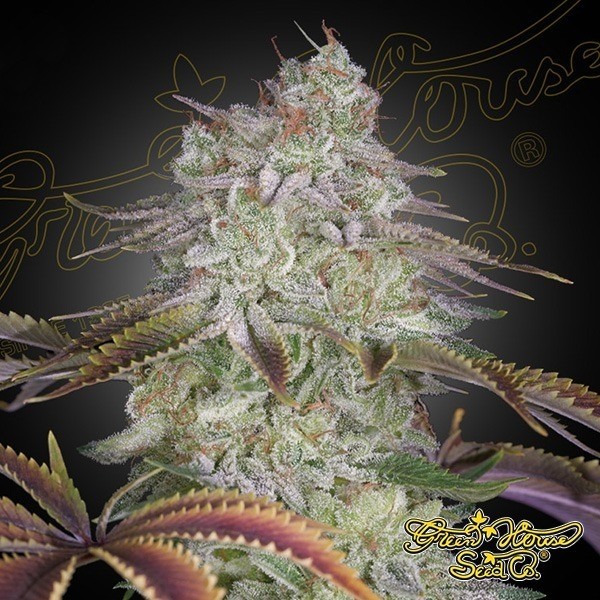 Visualizzazione AlienZ - Green House Seeds