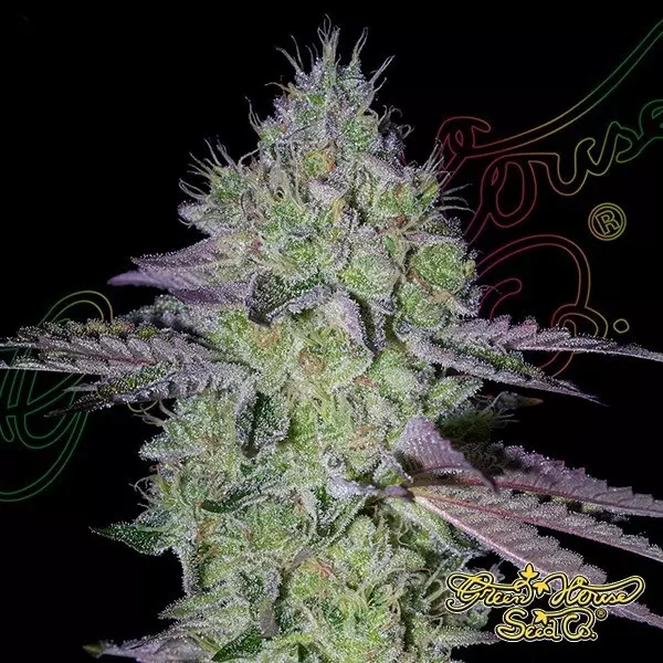 Visualizzazione Tarte Tatin Green House Seeds - GB The Green Brand