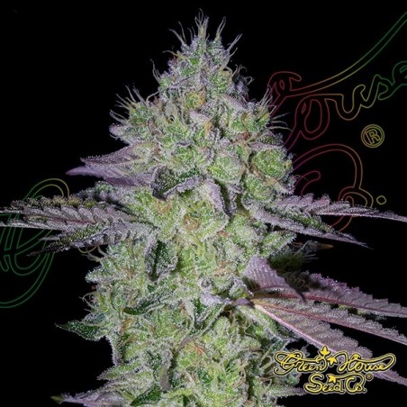 Tarte Tatin Green House Seeds - GB The Green Brand