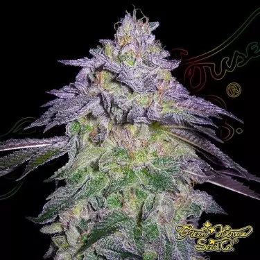 Nori Cake Green House Seeds - GB The Green Brand