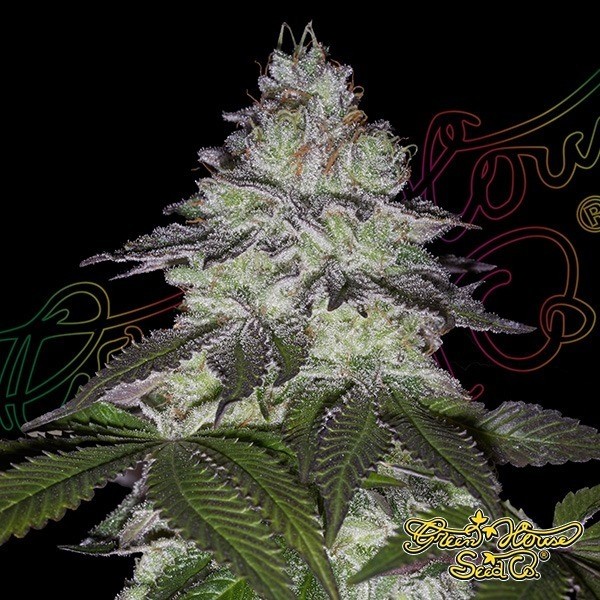 Visualizzazione Milky Dreams Green House Seeds - GB The Green Brand