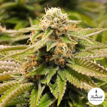 Gorilla Breath Humboldt Seed Organization - GB The Green Brand